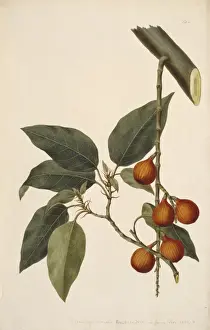 Rosales Prints: A7 / 361a Ficus racemosa, fig