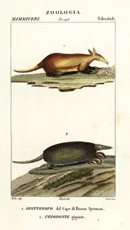 Jussieu Collection: Aardvark and giant armadillo