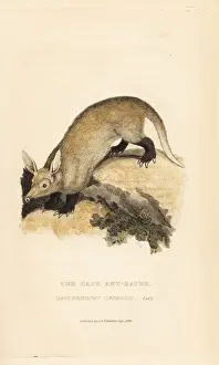 Griffith Prints: Aardvark, Orycteropus afer
