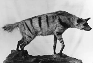 Images Dated 13th September 2011: AARDWOLF