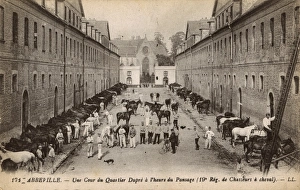 Abbeville Gallery: Abbeville - grooming time - horses of 19th Cavalry Regiment