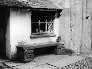 Images Dated 16th June 2011: ABBEY CATS