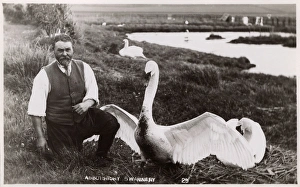 Abbotsbury Gallery: Abbotsbury Swannery - Chesil Beach, Dorset