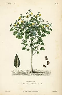 Musk Collection: Abelmosk, Abelmoschus moschatus