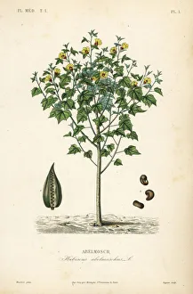 Lagesse Collection: Abelmosk, Abelmoschus moschatus