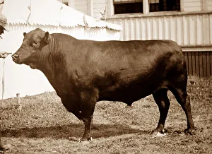 Angus Collection: Aberdeen Angus bull - Victorian period