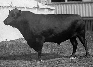Aberdeen Angus Cattle