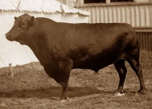 Angus Collection: Aberdeen Angus Victorian period