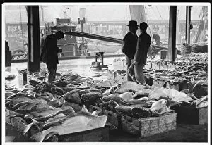 Traders Gallery: Aberdeen Fish Market