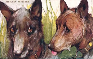 Aberdeen Terriers