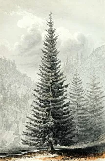 Notably Gallery: Abies Douglassii
