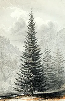 Notably Gallery: Abies Douglassii