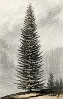 Abies Collection: Abies Menziesii