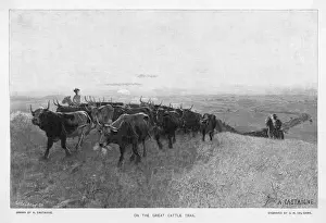 Cowboys Prints: ABILENE TRAIL OF CATTLE