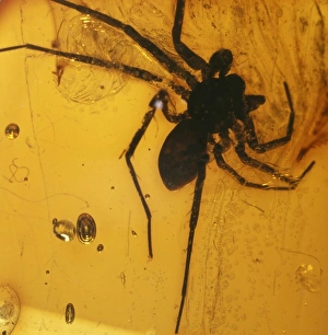 Araneae Gallery: Abliguritor niger, fossil spider in amber