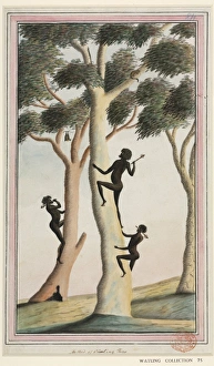 Aboriginal method of climbing trees