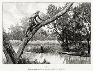 Aboriginal Prints: An aboriginal of Victoria, hunting a possum which has taken refuge in a tree Date: 1902