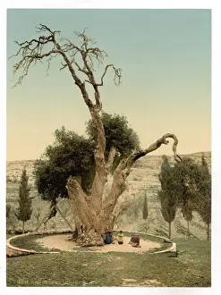 Hebron Prints: Abrahams tree Mamreh, Hebron, Holy Land, (i. e. West Bank)