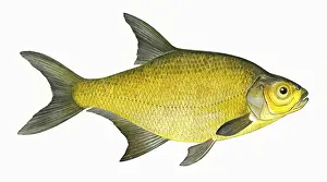 Bream Prints: Abramis brama, or Common Bream