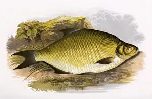 Abramis brama, or Common Bream