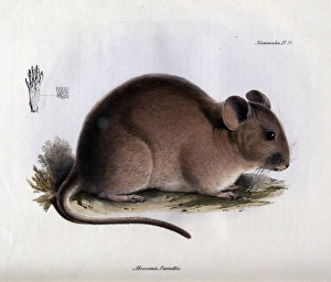 Rats Gallery: Abrocoma bennettii
