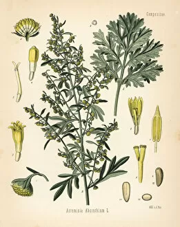 Absinthe Gallery: Absinthe wormwood, Artemisia absinthium