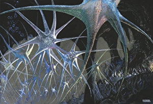 Images Dated 21st December 2011: Abstract design with starfish shapes