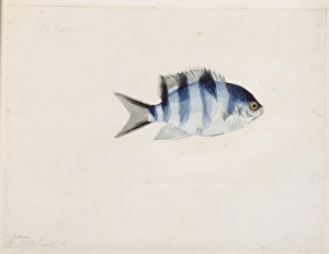 Abudefduf sexfasciatus, scissortail sergeant Abudefduf sexfasciatus, scissortail sergeant