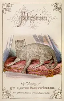 Abyssinian Cat