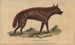 Abyssinian Gallery: Abyssinian hyena, Hyaena aethiopicus