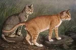 Images Dated 6th June 2011: Abyssinian and Indian
