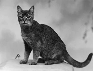 Abyssinian Gallery: ABYSSINIAN SITTING