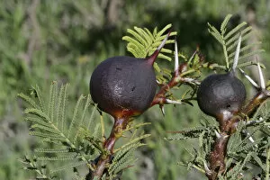 Acacias Gallery: Acacia Ants - Whistling Thorn and Stinging Ants