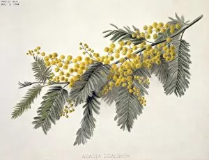 Acacia Gallery: Acacia dealbata, mimosa or silver wattle