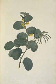 Acacia Gallery: Acacia humifusa