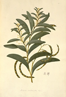 Acacia Gallery: Acacia legnota, wattle