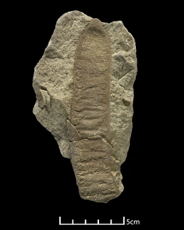Eocene Gallery: Acacia-like pod