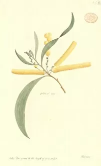 Acacia Gallery: Acacia longifolia, Sydney golden wattle