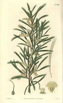 Acacia Gallery: Acacia mucronata, Mucronated acacia or narrow-leaf