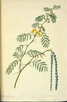Eurosid Gallery: Acacia nilotica, prickly acacia tree