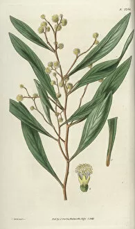 Acacia Gallery: Acacia penninervis, feather-nerved acacia or