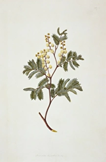 Acacia Gallery: Acacia terminalis, sunshine wattle