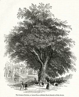 Acacia tree, Common Robinia or Locust Tree
