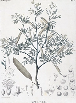 Acacia Gallery: Acacia verek, acacia