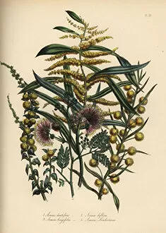 Jane Gallery: Acacia or wattle species
