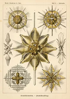 Adolf Collection: Acantharia Radiolaria protozoa species