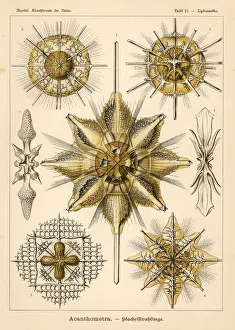 Protozoa Collection: Acantharia Radiolaria protozoa species