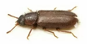 Beetles Collection: Acanthocnemus nigricans (Hope), little ash beetle