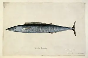 Pointed Prints: Acanthocybium solandri, wahoo