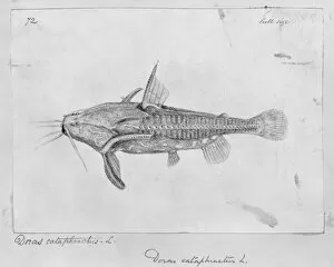 1823 1913 Collection: Acanthodoras cataphractus, spiny catfish